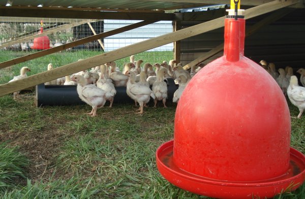 Our broiler chicks spend their life enjoy our nutrient rich pastures.
