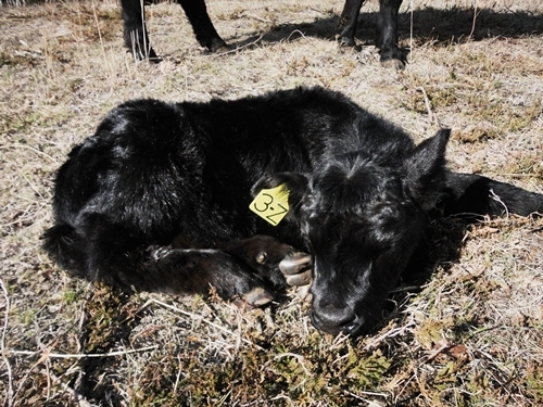 A calf taking a nap.
