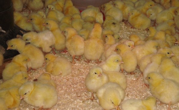 Our broiler chicks spend the few weeks of their life in a brooder shed before heading out to pasture.