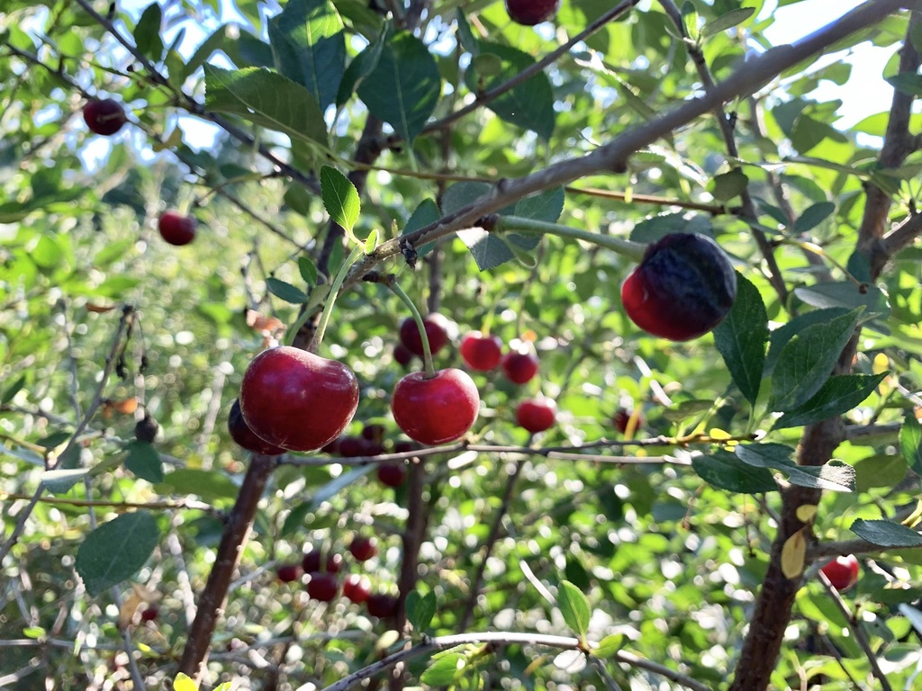 Prairie Sour Cherries