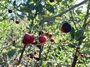 Prairie Sour Cherries