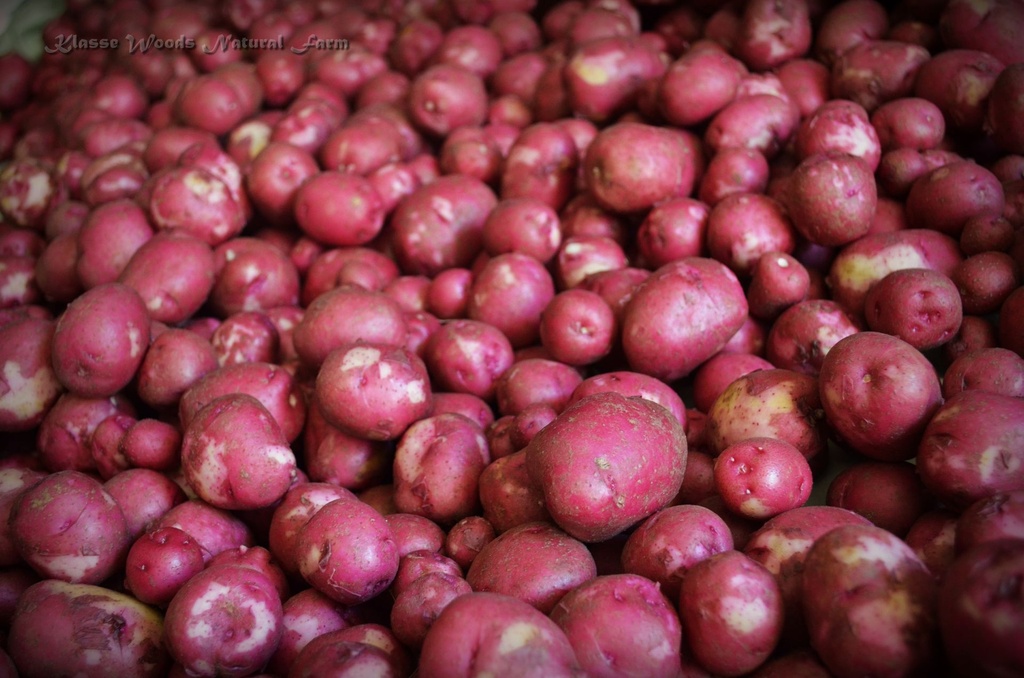 New Potatoes