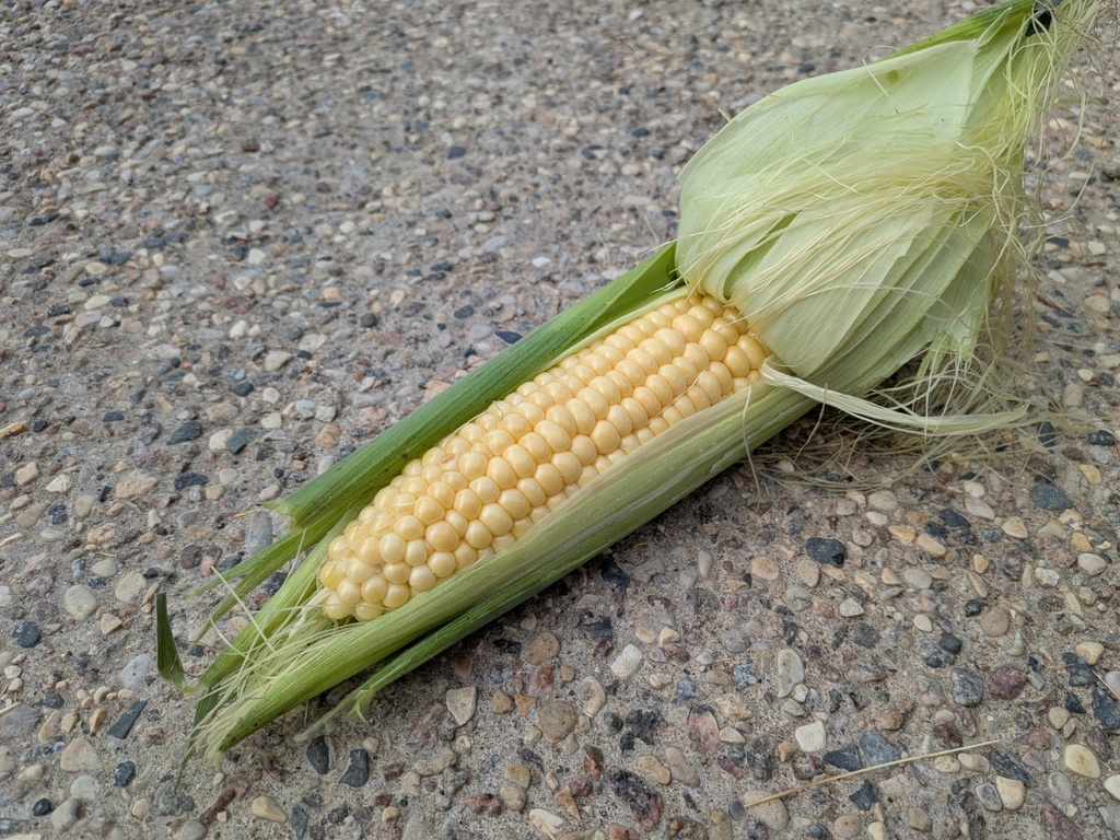 Corn on the Cob