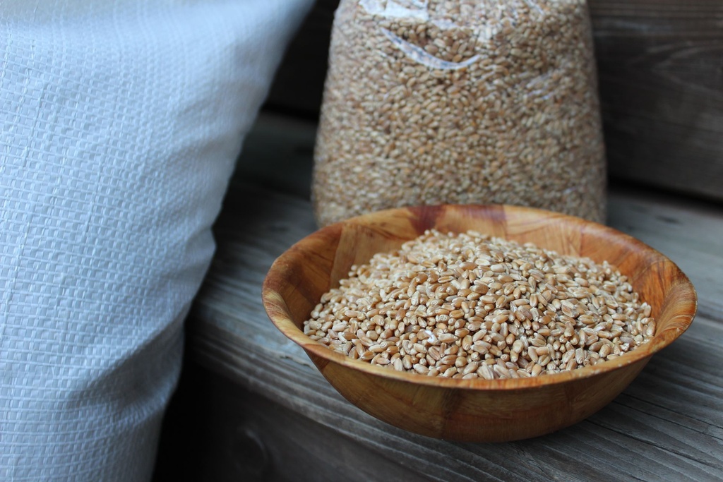 [KWNF-0070] Certified-Organic Wheat Berries