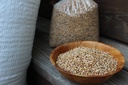 Organic Red Fife Wheat
